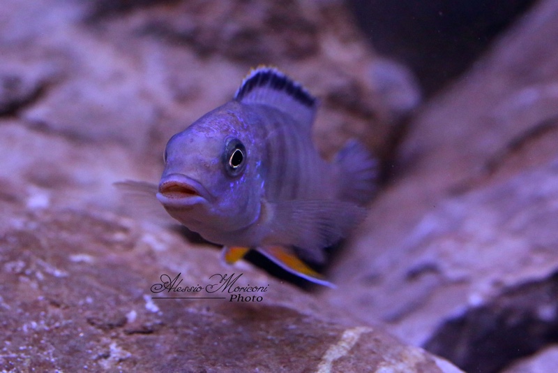 Petrotilapia pyroscelos 'Chizumulu Island'